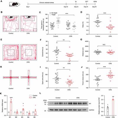 Acetylcholine Muscarinic Receptors in Ventral Hippocampus Modulate Stress-Induced Anxiety-Like Behaviors in Mice